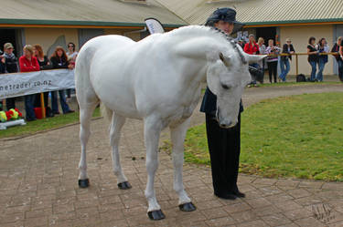 Gray Tobiano Stallion