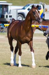 Sabino Arabian stallion