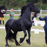 Friesian Stallion Rearing