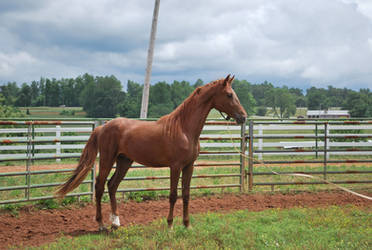 Stock chestnut