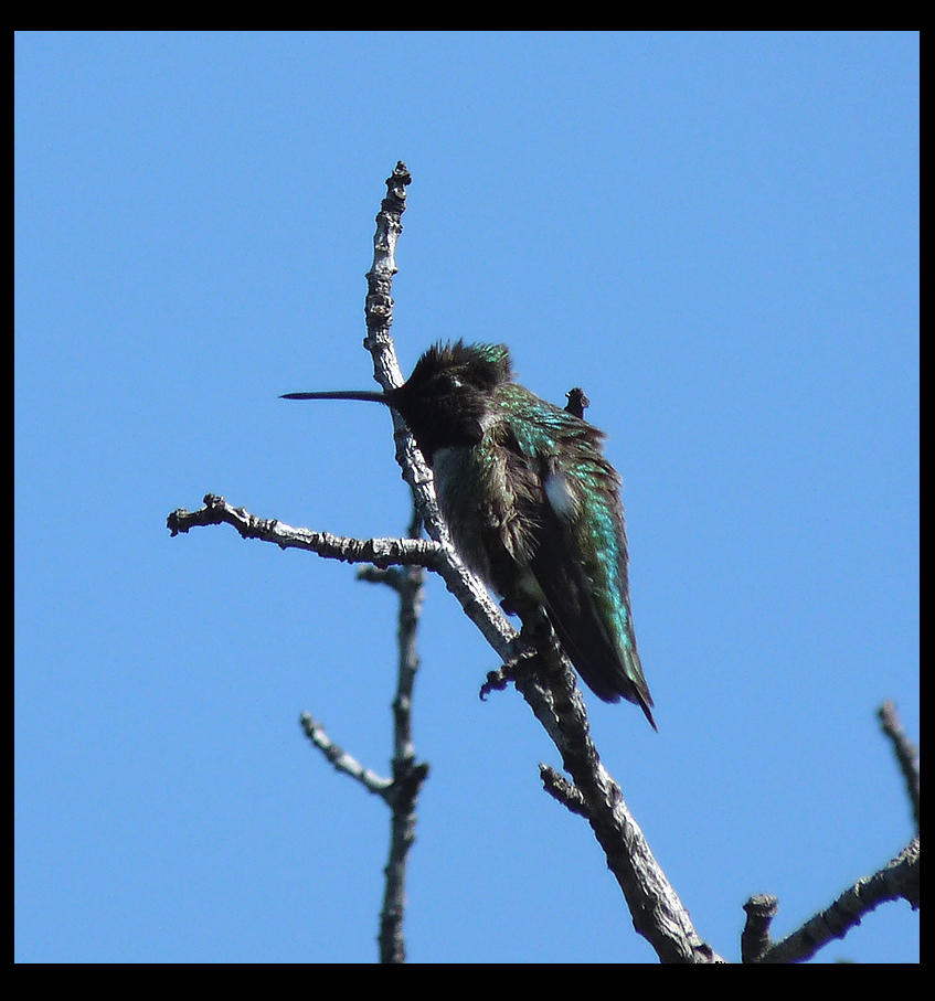 Punk Hummer