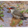 Waxbill Bath