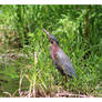 Freeze! Least Bittern