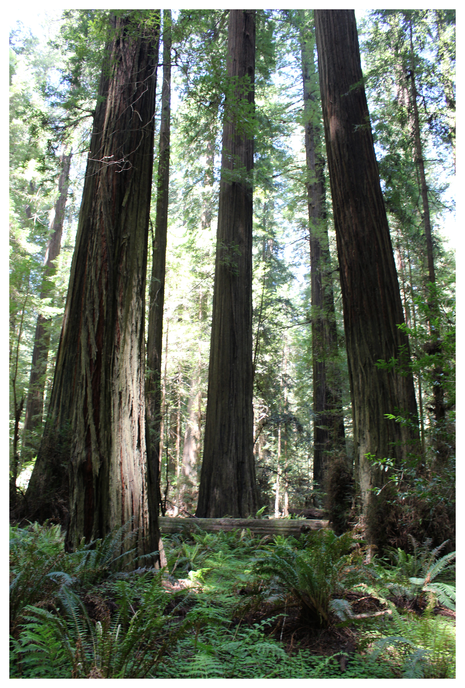 Redwoods