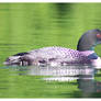 Loon