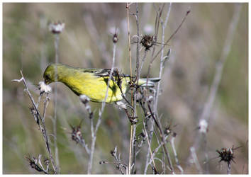 Western Tanager II