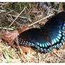 Red-spotted Purple