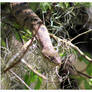 Diamondback Water Snake