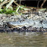 Gator On Shore