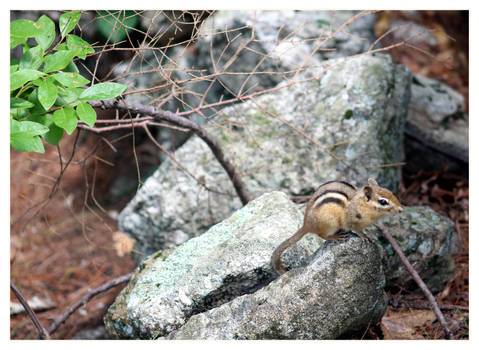 Chipmunk 2021 named?