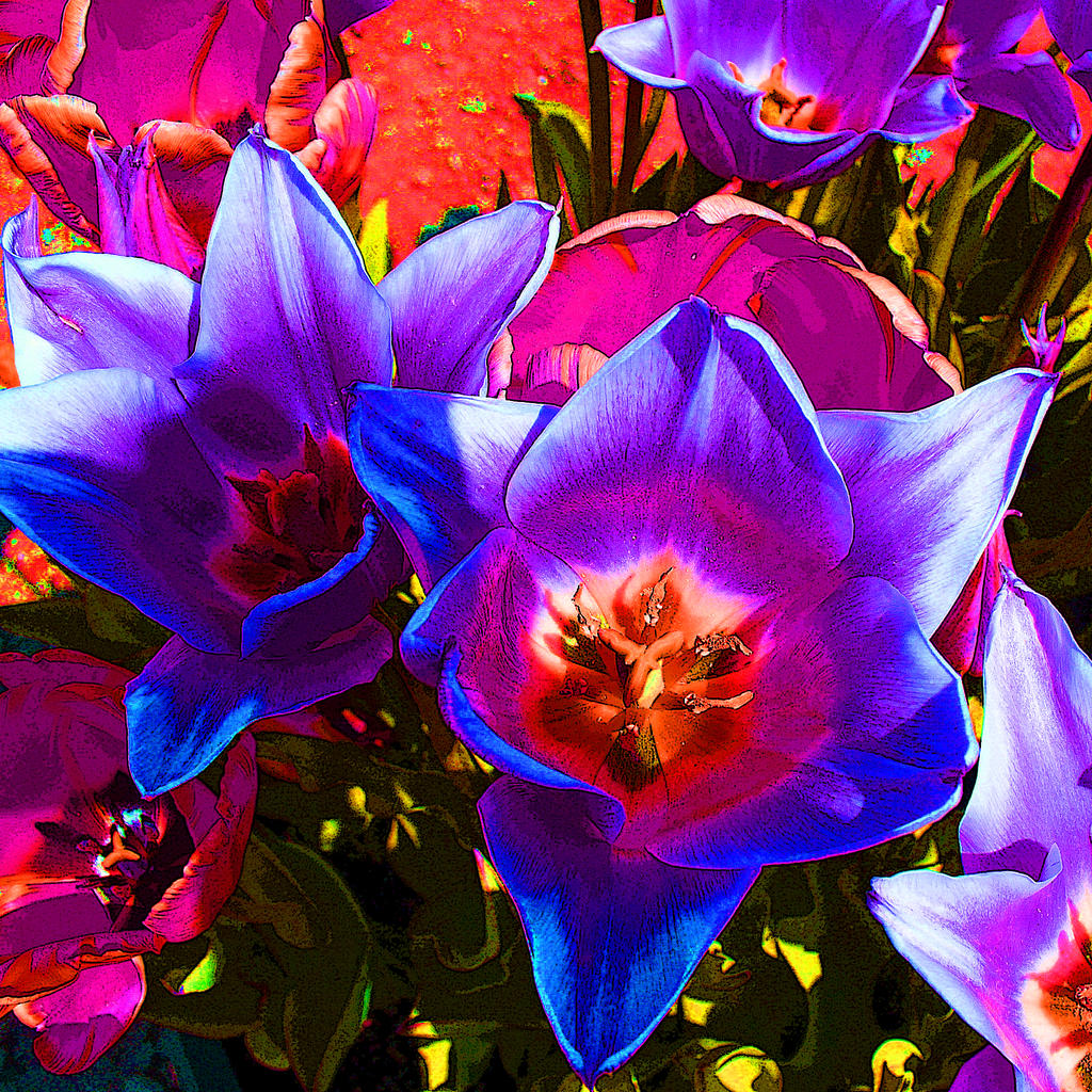 Blue, Purple and Pink Dream Tulips