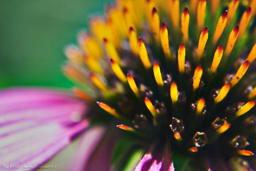 Echinacea