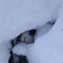 Snowy burrow 2