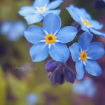 Forget Me Not II by DorotejaC