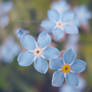 Forget Me Not III