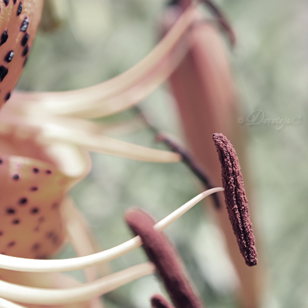 Tiger lily II