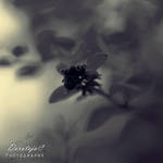 Burn It Down by DorotejaC