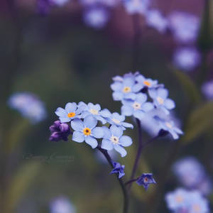 I'll Never Forget You by DorotejaC I'll Never Forget You by DorotejaC