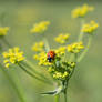 Ladybird's Paradise