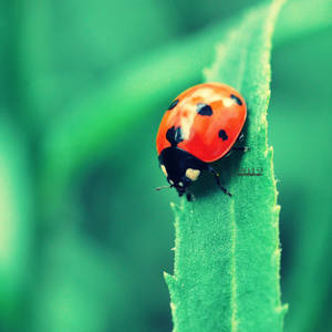 good luck! by lisarime good luck! by lisarime