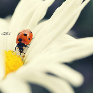wonderful world by lisarime wonderful world by lisarime