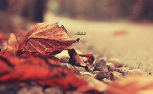 Fallen Leaves by lisarime Fallen Leaves by lisarime