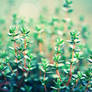 Week [18] - herbs