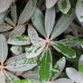 Grey-Green Leaves