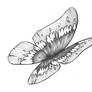 Paprika Butterfly