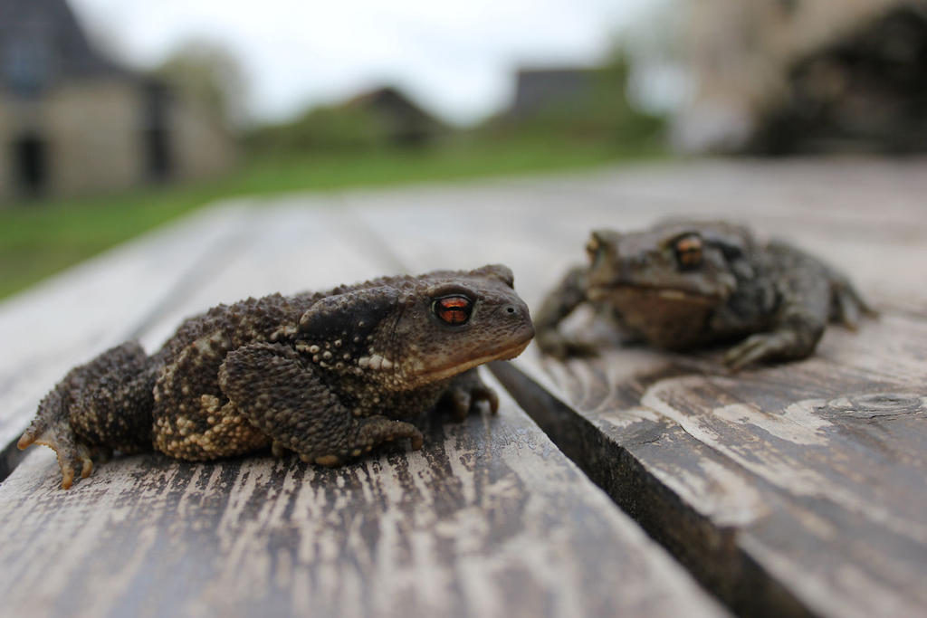 Toads on a table by Icedrop21 on DeviantArt
