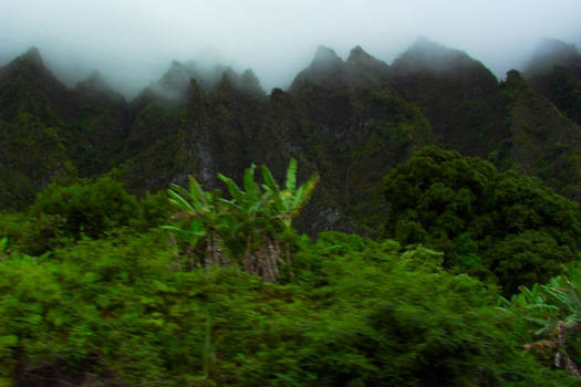 waving trees off the pali