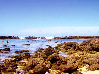 shark cove