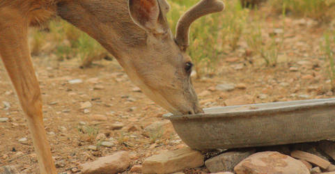 Deer At Birdbath