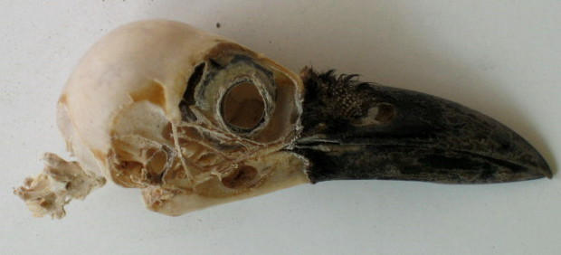 Stock Crow Skull Lateral