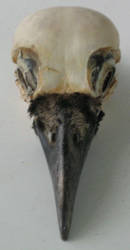 Stock Crow Skull Dorsal