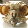 Stock Owl Skull Foreshortened