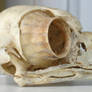 Stock Owl Skull Lateral2