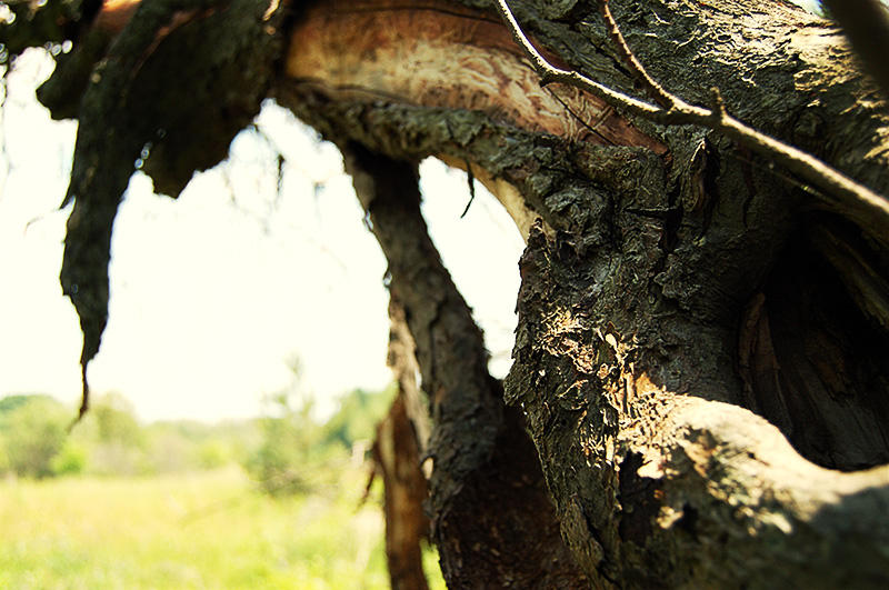 Skinned Tree Bark-Skinned Tree by tymanrocks on DeviantArt