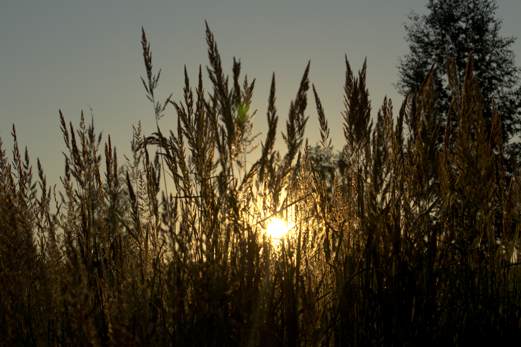 Through the grass