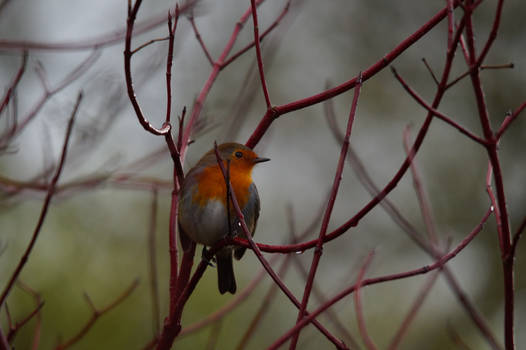 Little Robin Red Breast