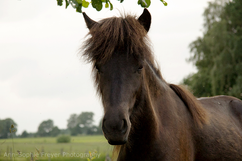 Young Horse 10