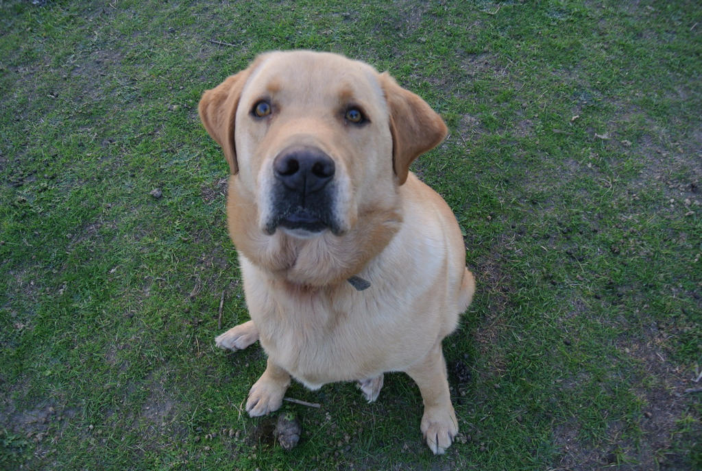 Dave wanting a treat