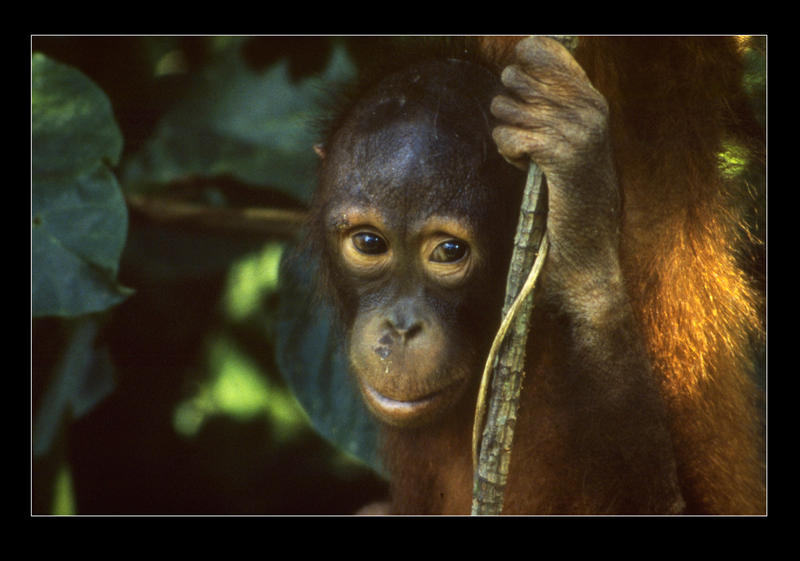 Baby Orangutan