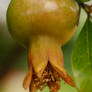 Pomegranate Flower