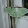 Luna Moth Pale