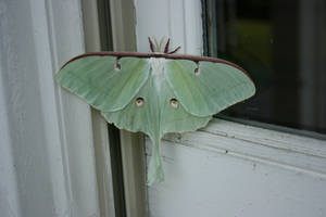 Luna Moth Pale