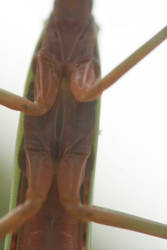 Mantis Joints
