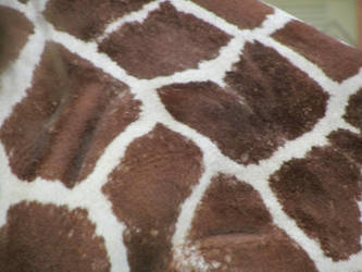 Reticulated Giraffe Skin