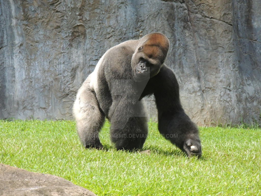 Silver Back Gorilla By Brandonbmb On Deviantart Silver Back Gorilla By Brandonbmb On Deviantart