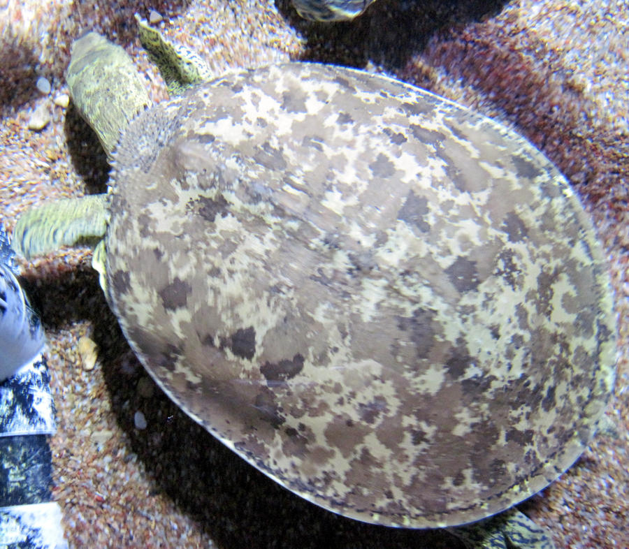 Turtle Shell Camo Pattern Camo Turtle... by PandaCune on DeviantArt